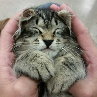 Cat with glasses