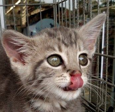 Cat with glasses